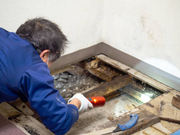 Best Attic Mold Remediation in Copeland, OK