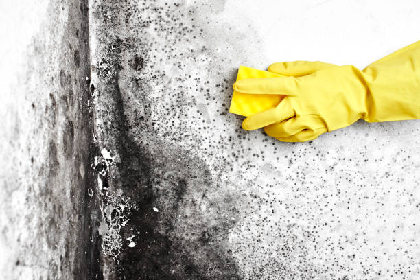 Best Commercial Mold Remediation in Copeland, OK