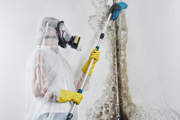 Best Emergency Mold Remediation in Copeland, OK