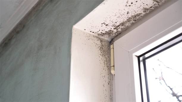 Best Localized Mold Remediation (e.g., coastal areas, humid climates) in Copeland, OK