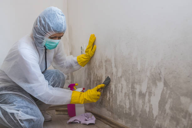 Best Health and Safety Mold Remediation in Copeland, OK