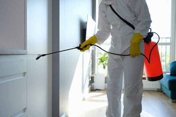 Best Basement Mold Remediation in Copeland, OK