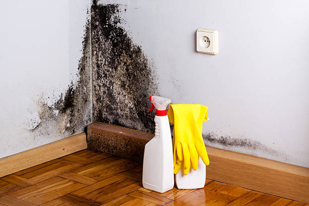 Best HVAC Mold Remediation in Copeland, OK