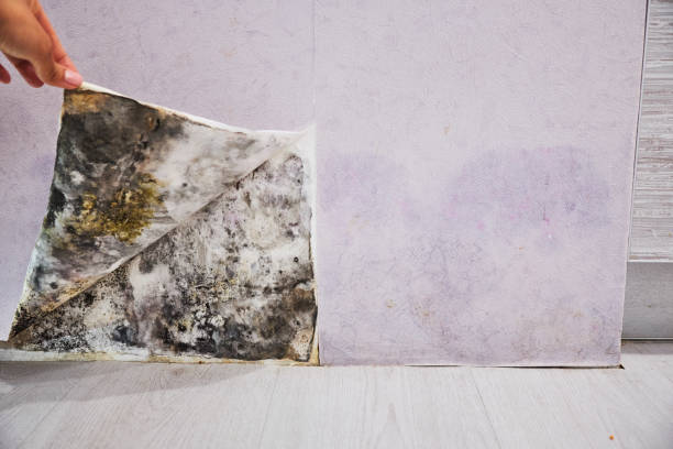 Best Preventive Mold Services in Copeland, OK